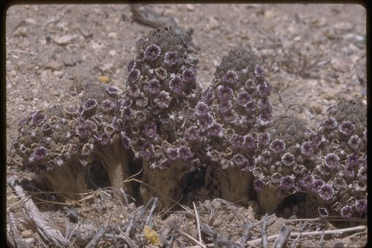 Image of desert christmas tree