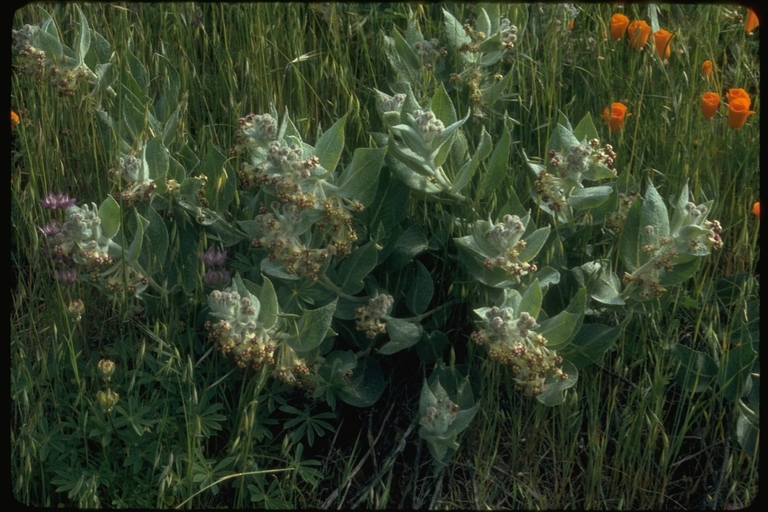 Imagem de Asclepias californica Greene