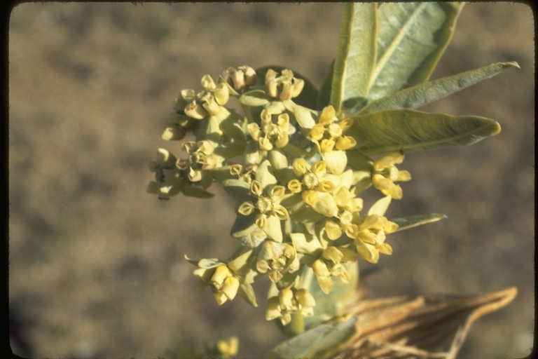 Asclepias erosa Torr.的圖片