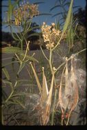 Image de Asclepias fascicularis Decne.