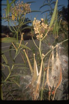 Слика од Asclepias fascicularis Decne.