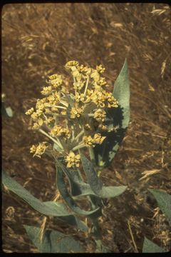 Image of woolly milkweed