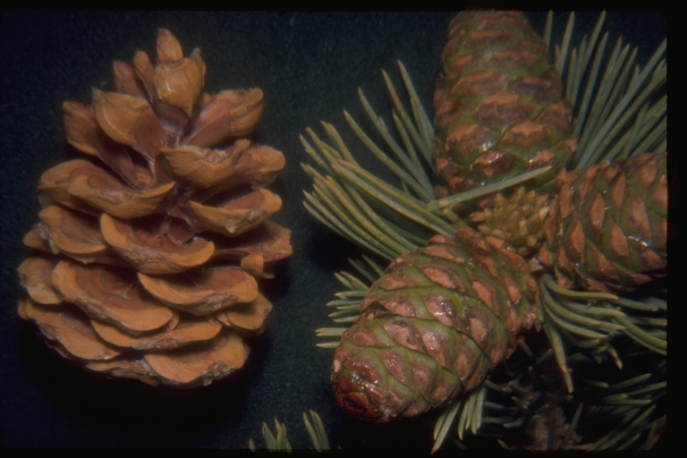 Image of Limber Pine