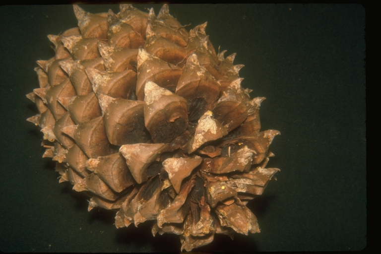 Image of Bull Pine