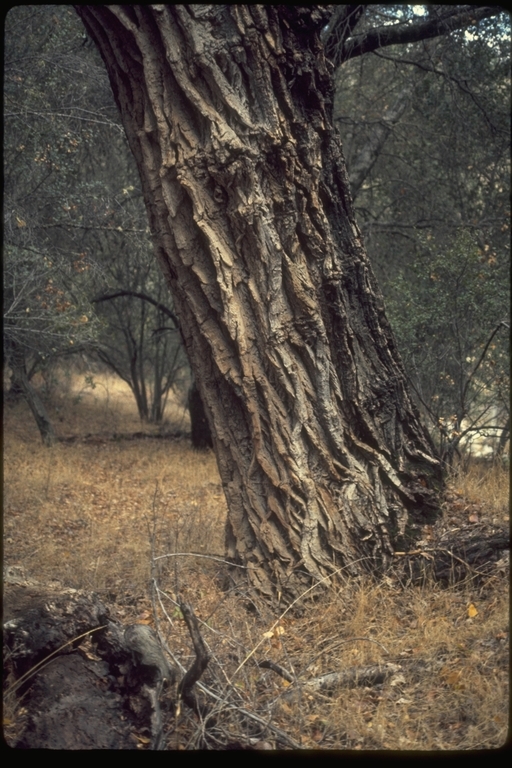 Image of Fremont cottonwood