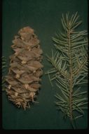 Image of bigcone Douglas-fir