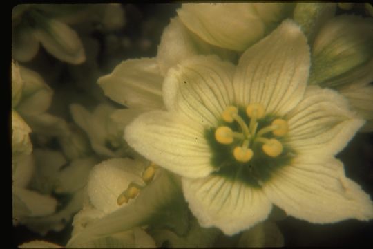 Image of California false hellebore