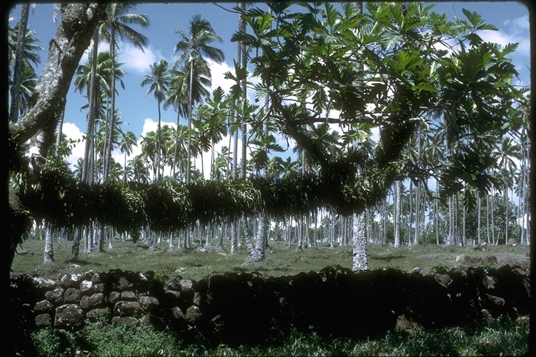 Image of Breadfruit Tree