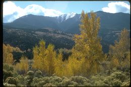 Image of quaking aspen