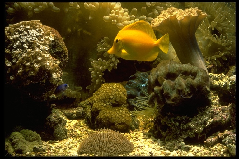 Image of Lemon Sailfin