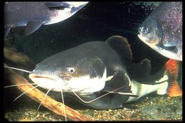 Image of redtail catfish