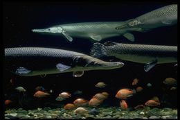 Image of Alligator gar