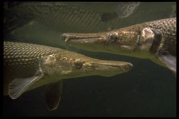 Image of Alligator gar