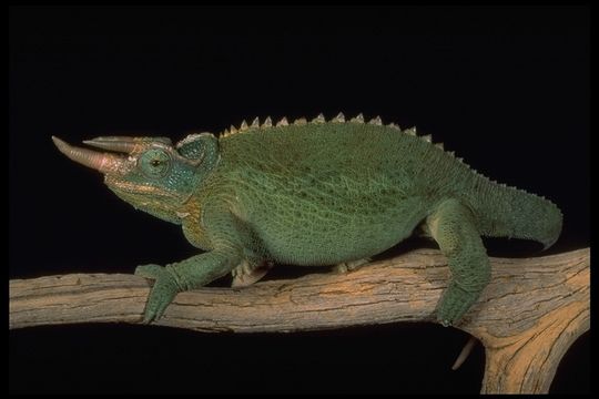 Plancia ëd Trioceros jacksonii xantholophus (Eason, Ferguson & Hebrard 1988)