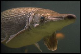 Image of Alligator gar