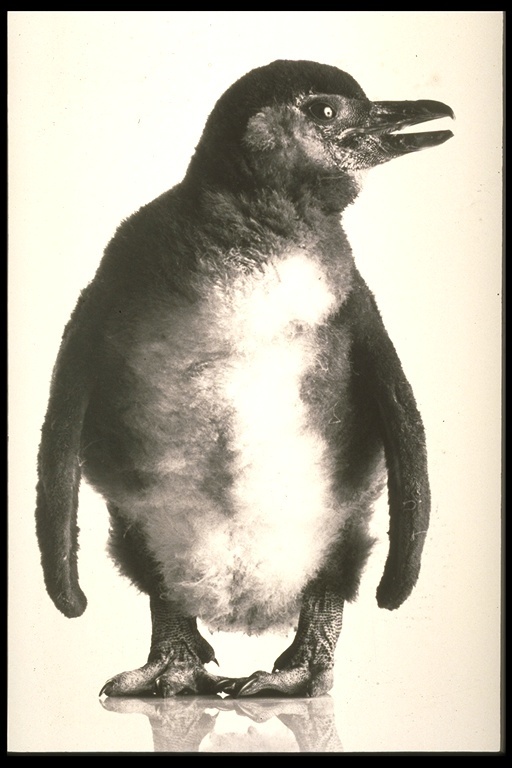 Image of African Penguin