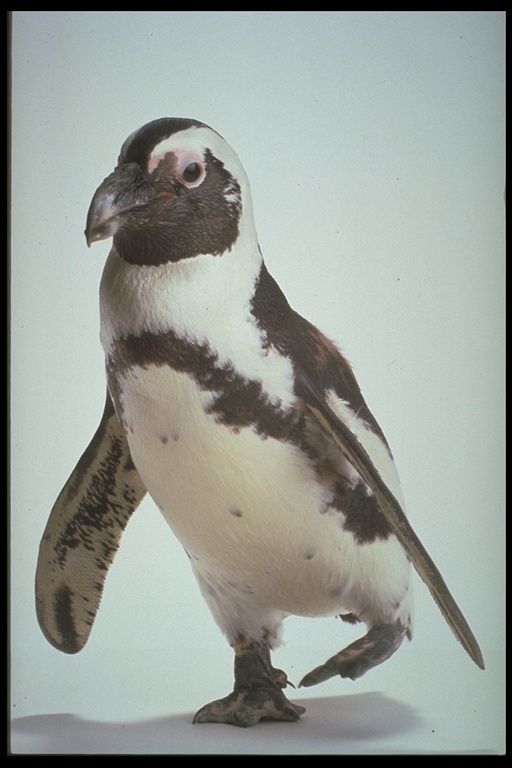 Imagem de pingüim africano