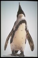 Image of African Penguin