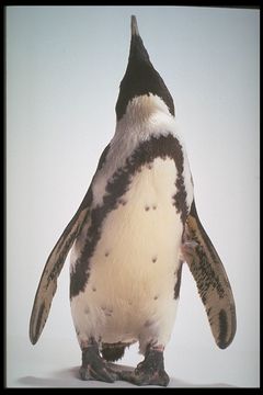 Image of African Penguin