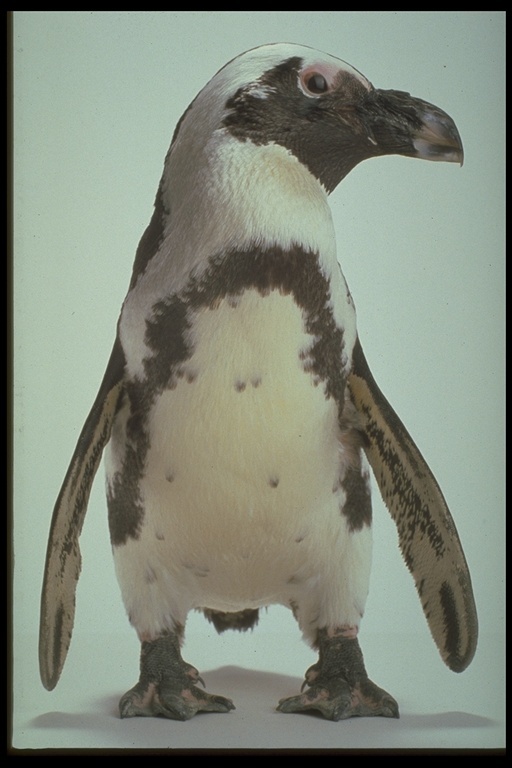 Image of African Penguin