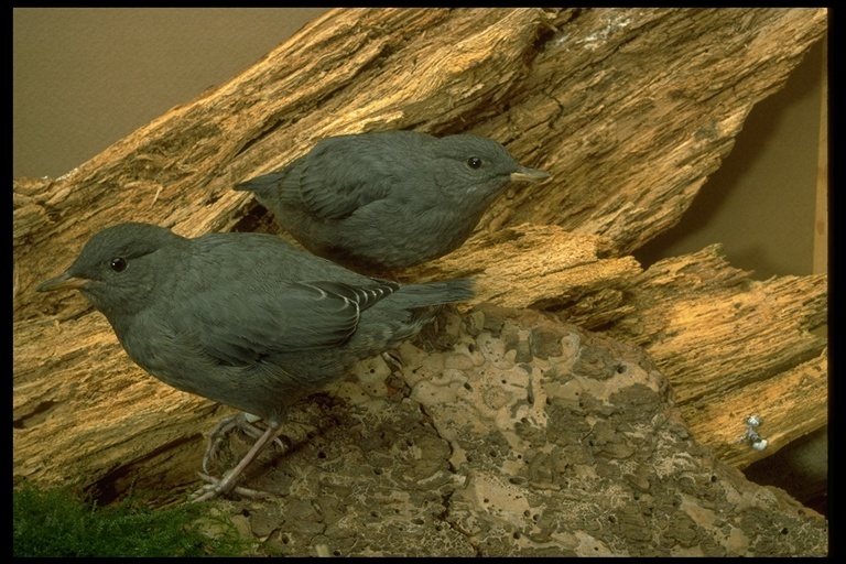 Image of American Dipper