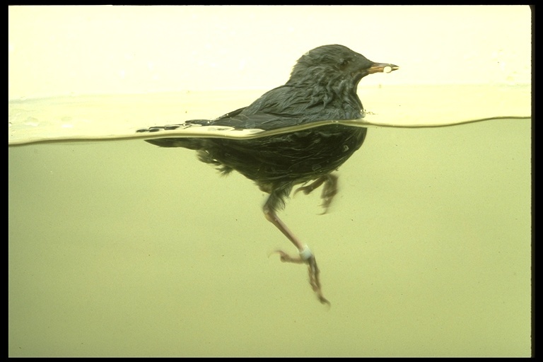 Image of American Dipper