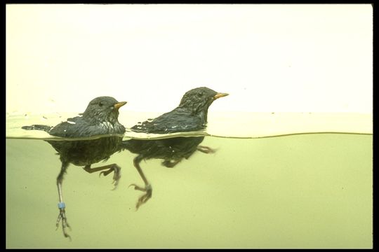 Image of American Dipper