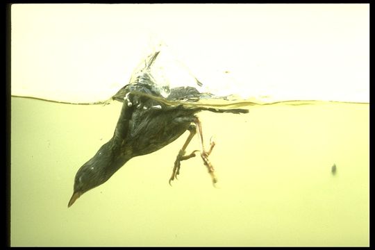 Image of American Dipper