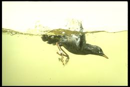 Image of American Dipper