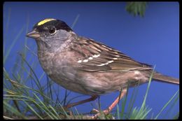 Image of Golden-crowned Sparrow