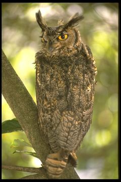 Image of Great Horned Owl