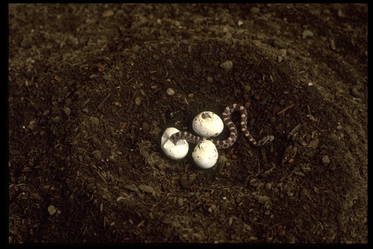 Image of Corn Snake