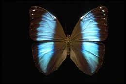 Morpho patroclus Felder 1861的圖片