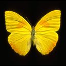 Phoebis philea (Linnaeus 1763) resmi