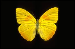 Image of Orange-barred Sulphur