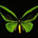 Image de Ornithoptera