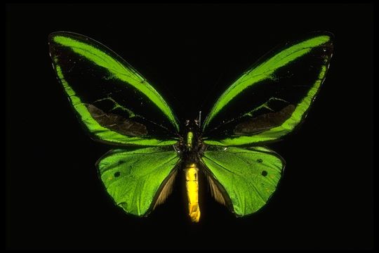 Image of Common Birdwing