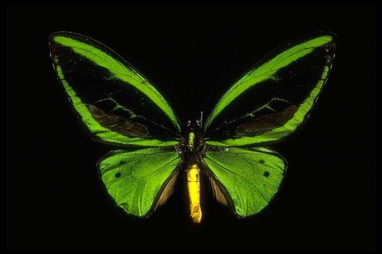 Sivun Ornithoptera priamus (Linnaeus 1758) kuva