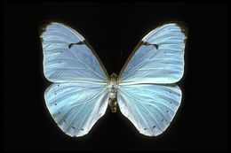 Imagem de Morpho anaxibia Esper 1798