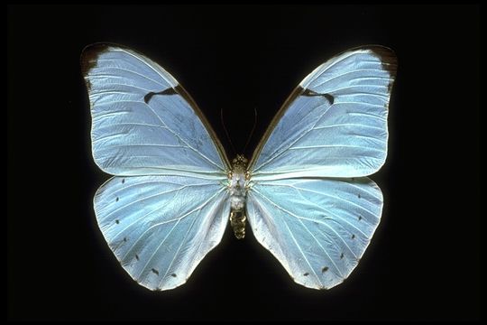 Morpho anaxibia Esper 1798的圖片