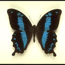 Image of Papilio hornimani Distant 1879