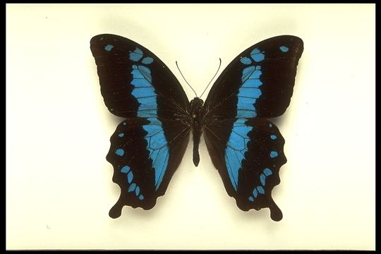 Image of Papilio hornimani Distant 1879