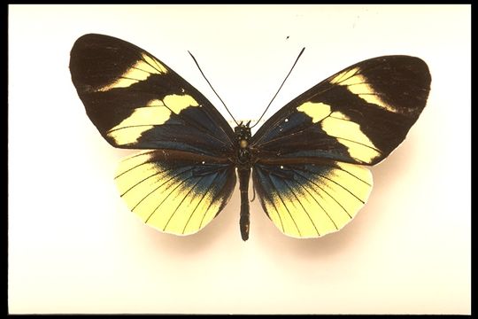 Imagem de <i>Heliconius eleuchia</i>