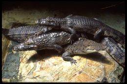 Image of Common Caiman