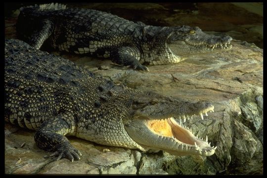 Image de Alligator américain