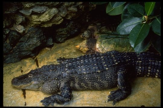 Image of American alligator