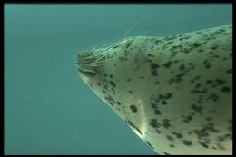 Image of Mediterranean Monk Seal