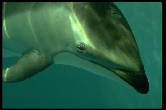 Image of Pacific White-sided Dolphin