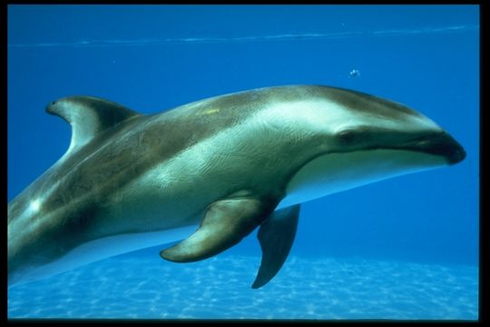 Image of Pacific White-sided Dolphin