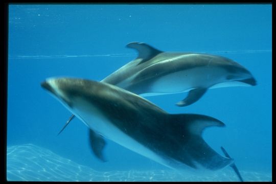 Image of Pacific White-sided Dolphin